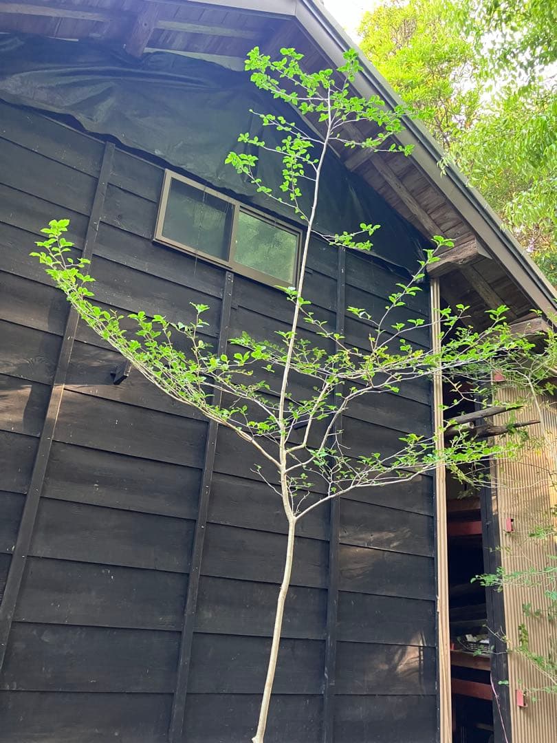 81 山採り　アオハダ