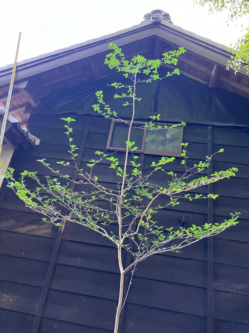 81 山採り　アオハダ