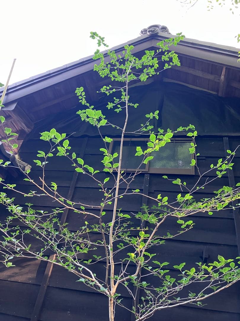 81 山採り　アオハダ