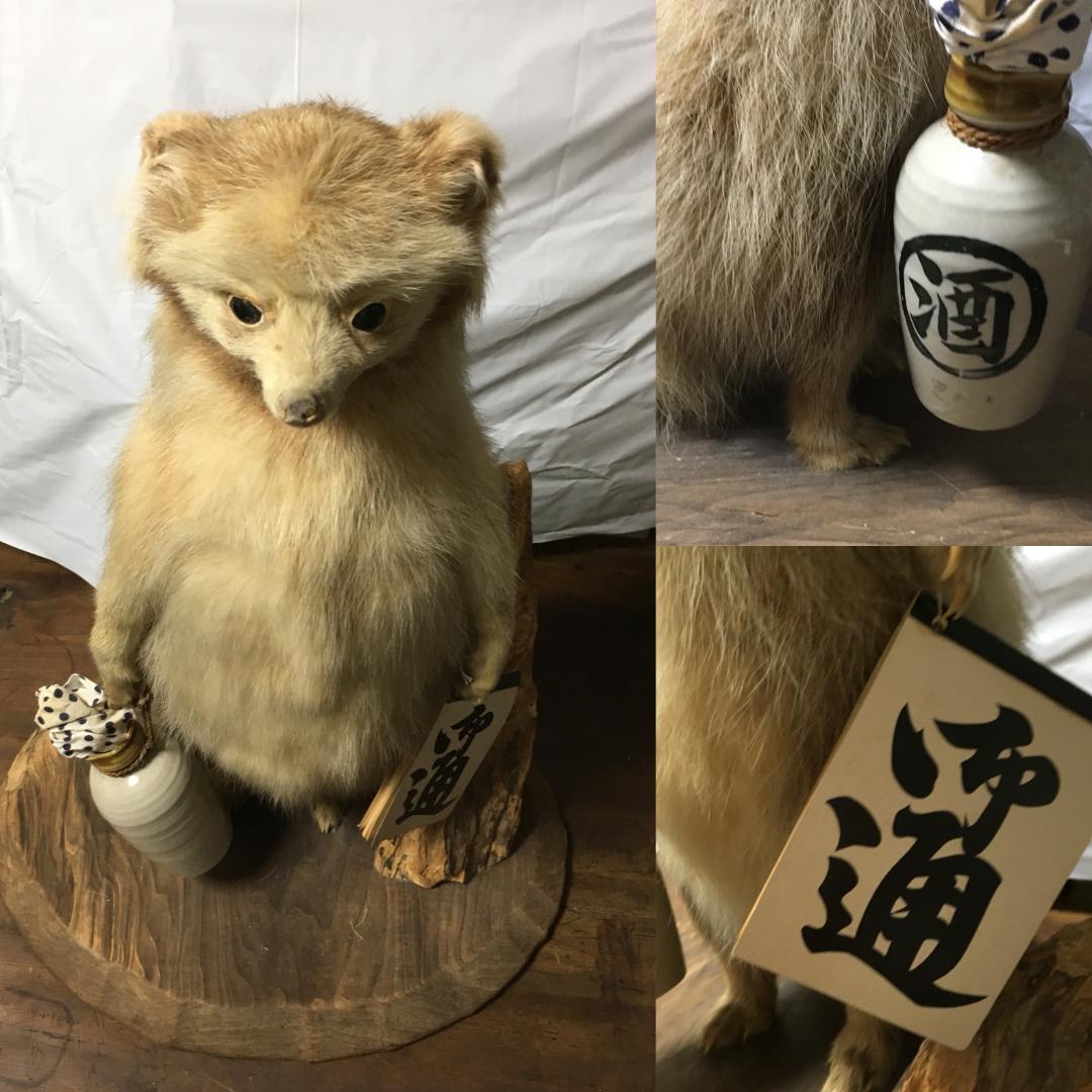 Lovely “めんこい” 白狸（？） σ(^_^;