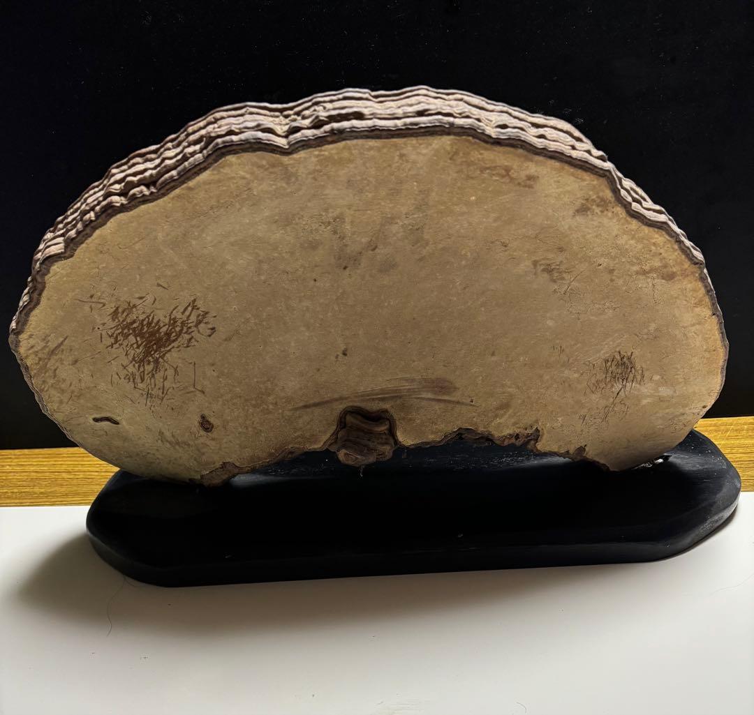 特大サルノコシカケ (台座付き)直径44cm