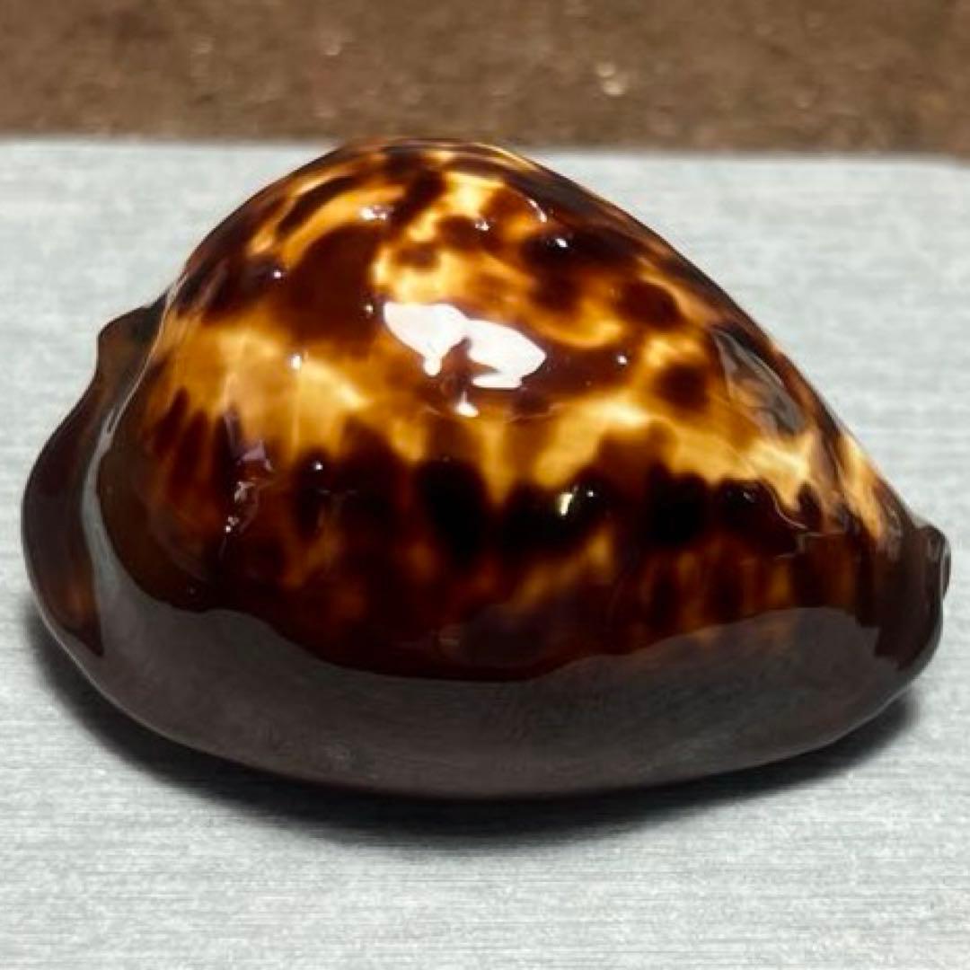 鬼*管様 希少 美品 濃色 オーストラリア産 ベッコウダカラ - メルカリ