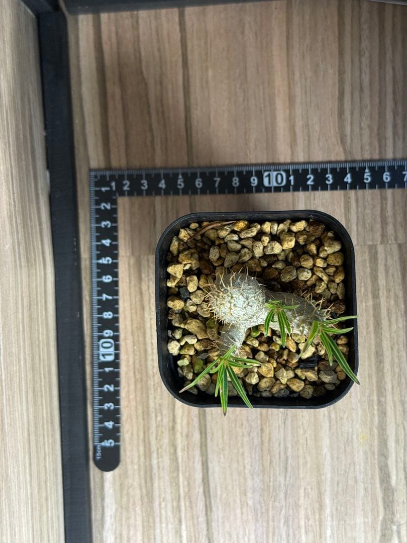 実生2年目/3頭株】パキポディウム グラキリス 7