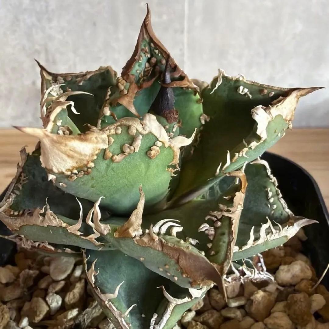 親株　冰雹　ぶつぶつ