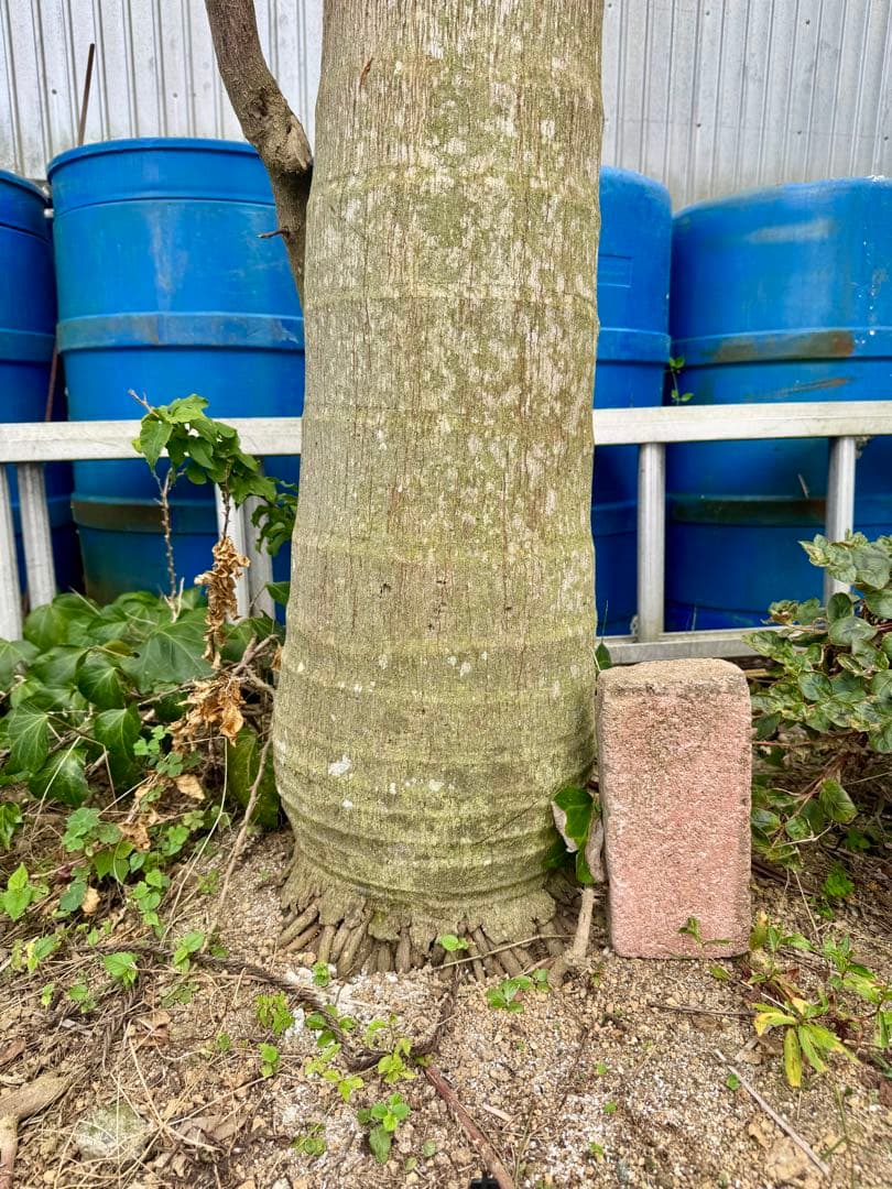 ヤシの木　約3.8M　ユスラヤシモドキ　バンガローパーム　ユスラヤシ　羽状ヤシ