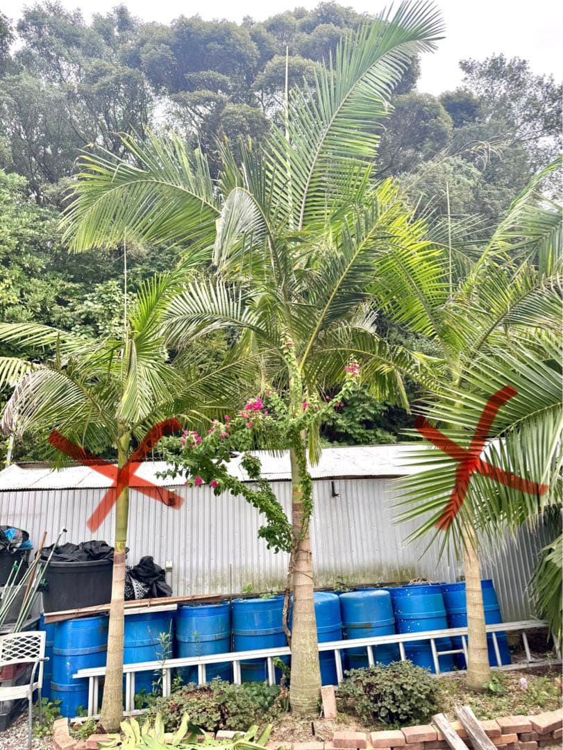 ヤシの木　約3.8M　ユスラヤシモドキ　バンガローパーム　ユスラヤシ　羽状ヤシ