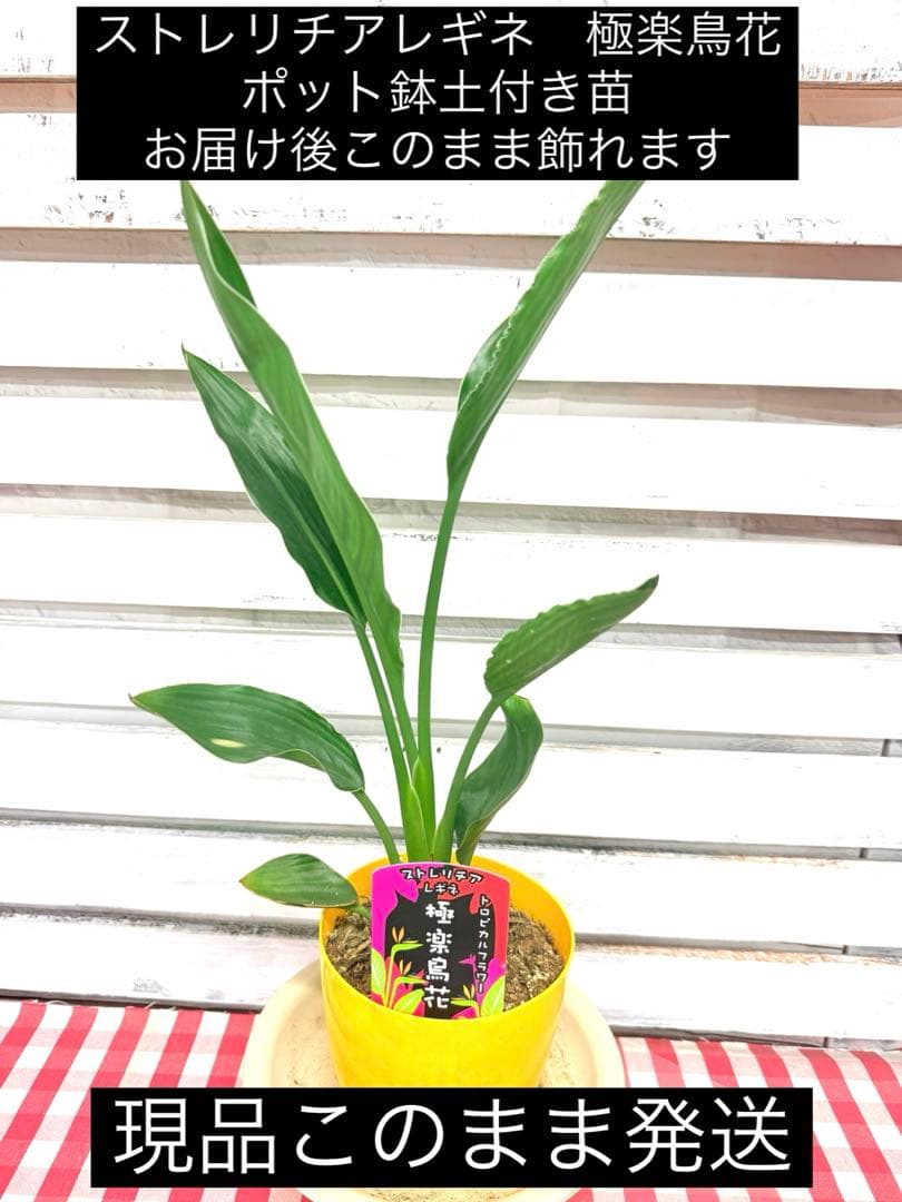 ストレリチアレギネ 極楽鳥花 ポット鉢土付き苗 お届け後すぐ飾れます