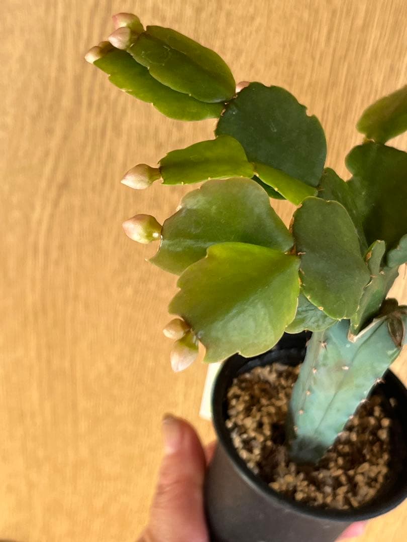 シャコバサボテン 接ぎ木 蕾あり - メルカリ