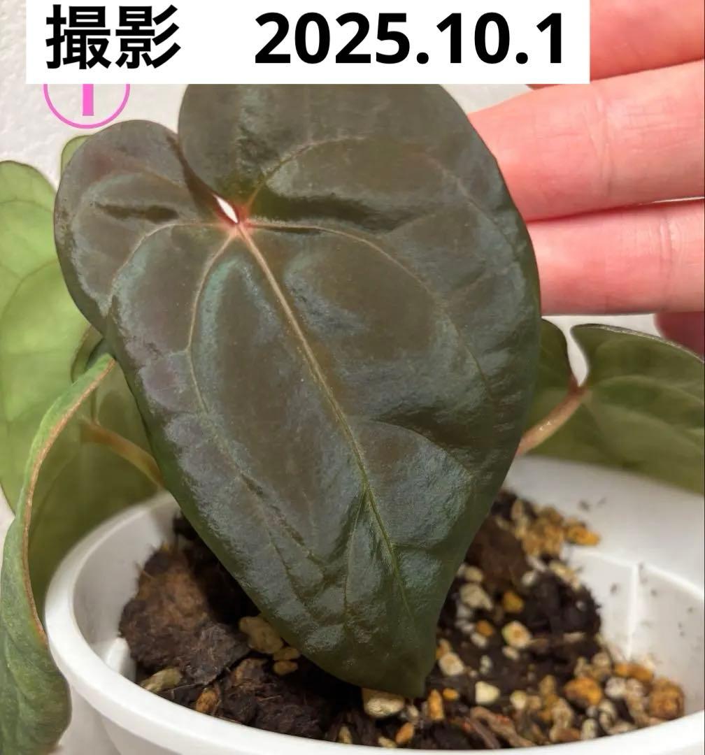 アンスリウムBVEP Anthurium（antolakii）Tezula実生