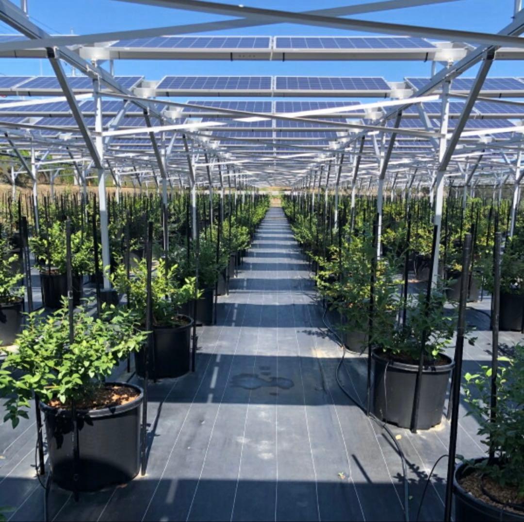 引き取り限定　農業用支柱　コンポーズパイプ　φ20mm×1.5m　100本