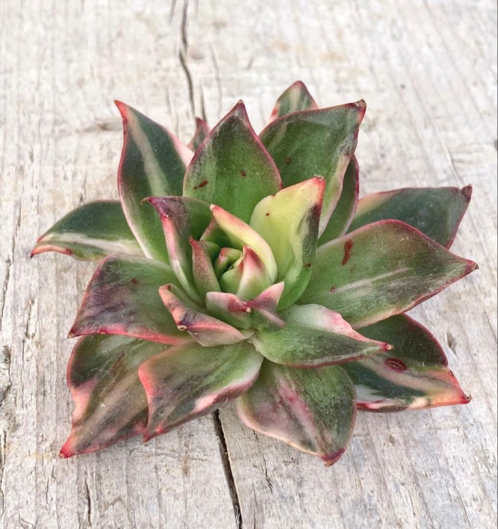 お取り置き専用　多肉植物　❁︎シュビル錦　未発根