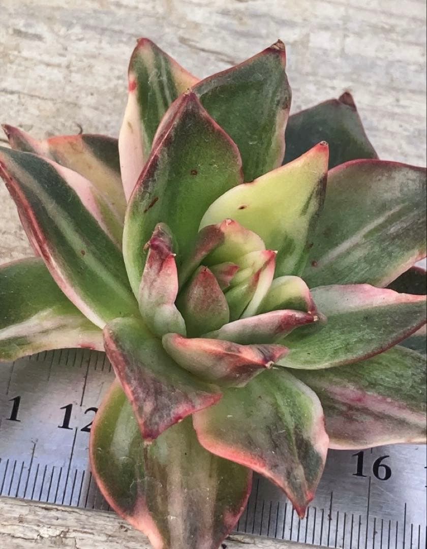 お取り置き専用　多肉植物　❁︎シュビル錦　未発根