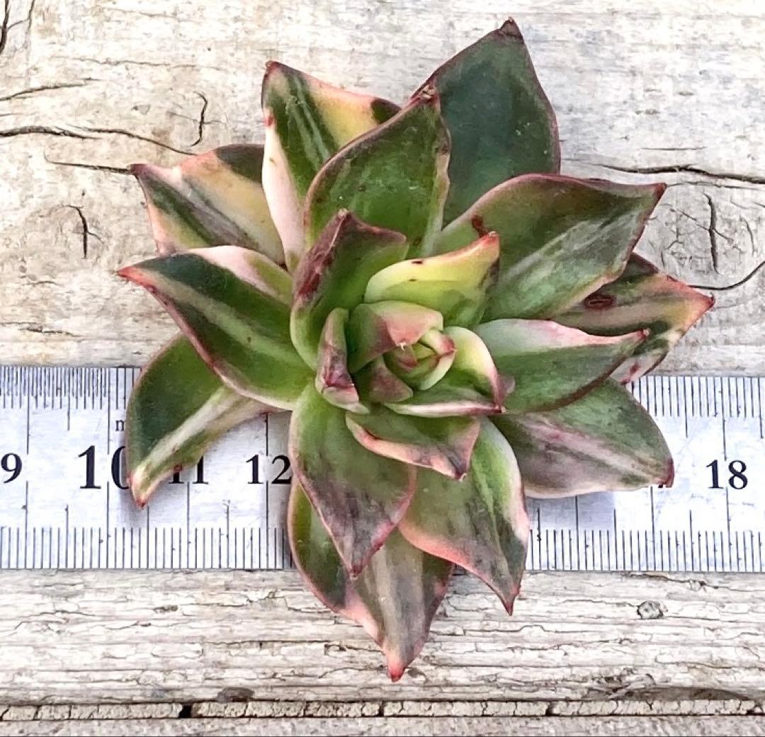 お取り置き専用　多肉植物　❁︎シュビル錦　未発根