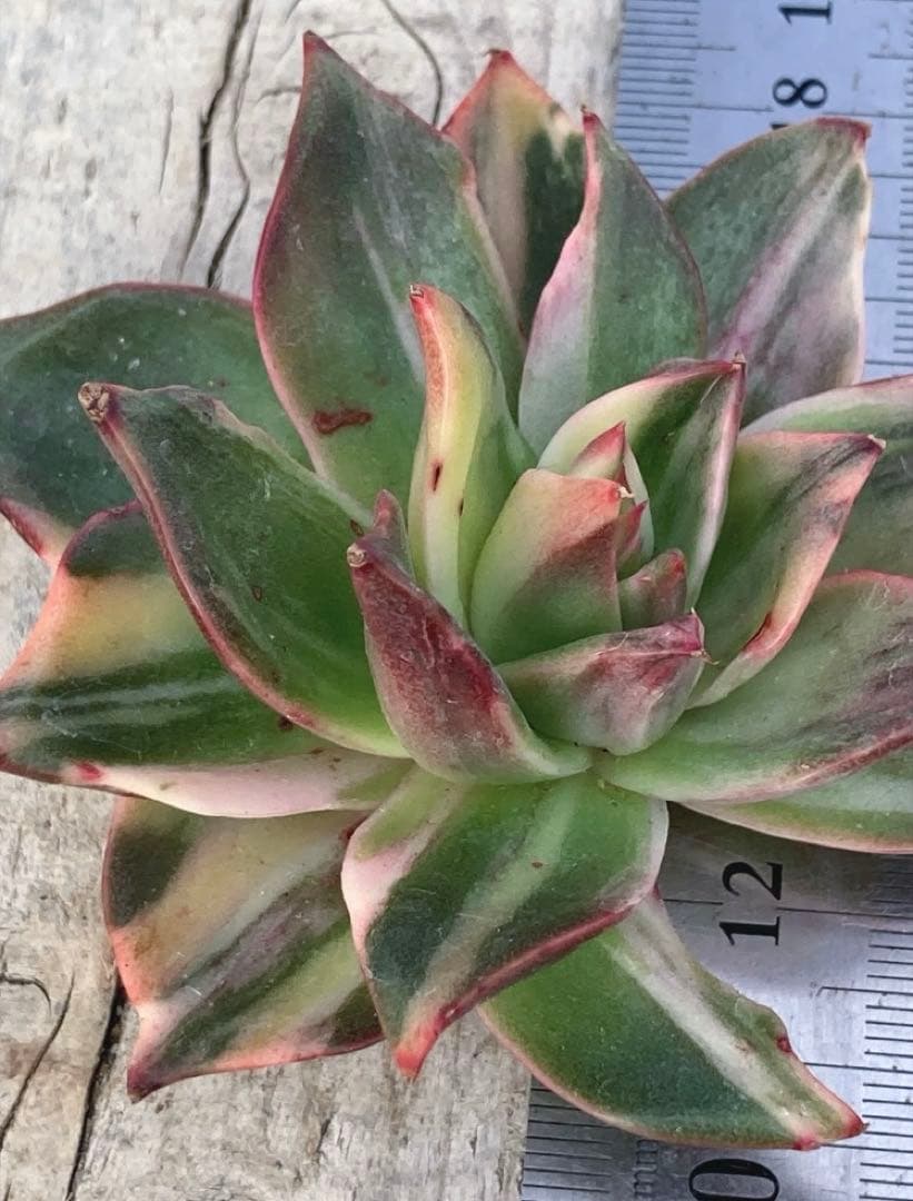 お取り置き専用　多肉植物　❁︎シュビル錦　未発根