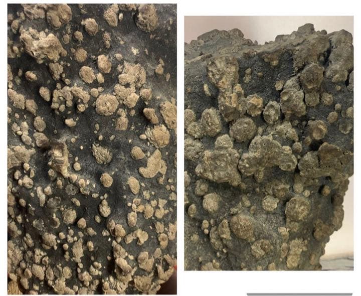 2403 宇甘川石 牡丹石 『堅葡萄』  高29(cm) 8.04kg