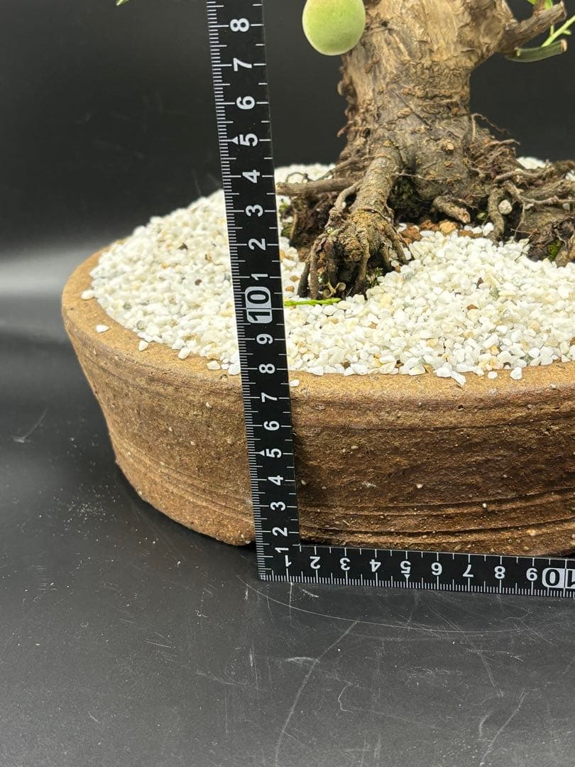 紅梅 盆栽 赤花