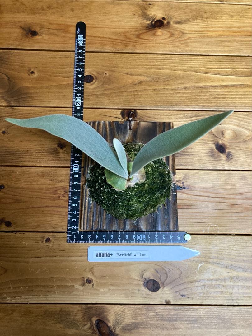 ビカクシダ ベイチーワイルド oc - メルカリ