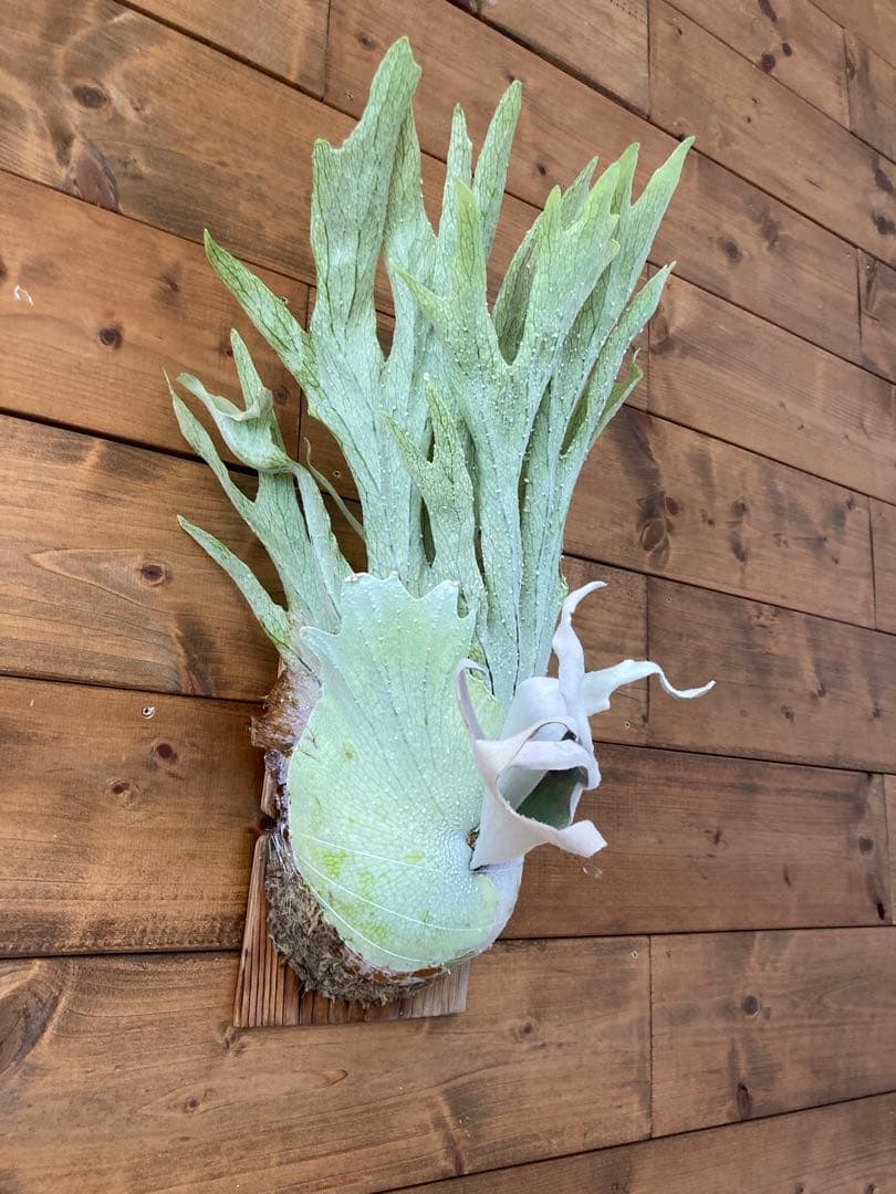 ビカクシダ ベイチーワイルド oc - メルカリ