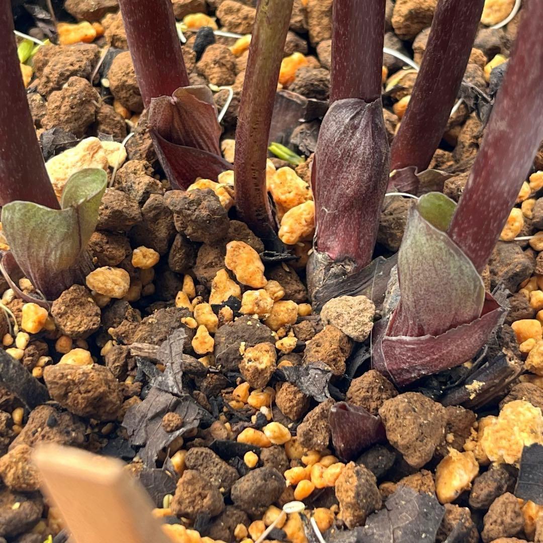 の*ん様 ☘️超特大☘️開花株❤️6号❤️根パンパン❤️610Ash【ATLAS