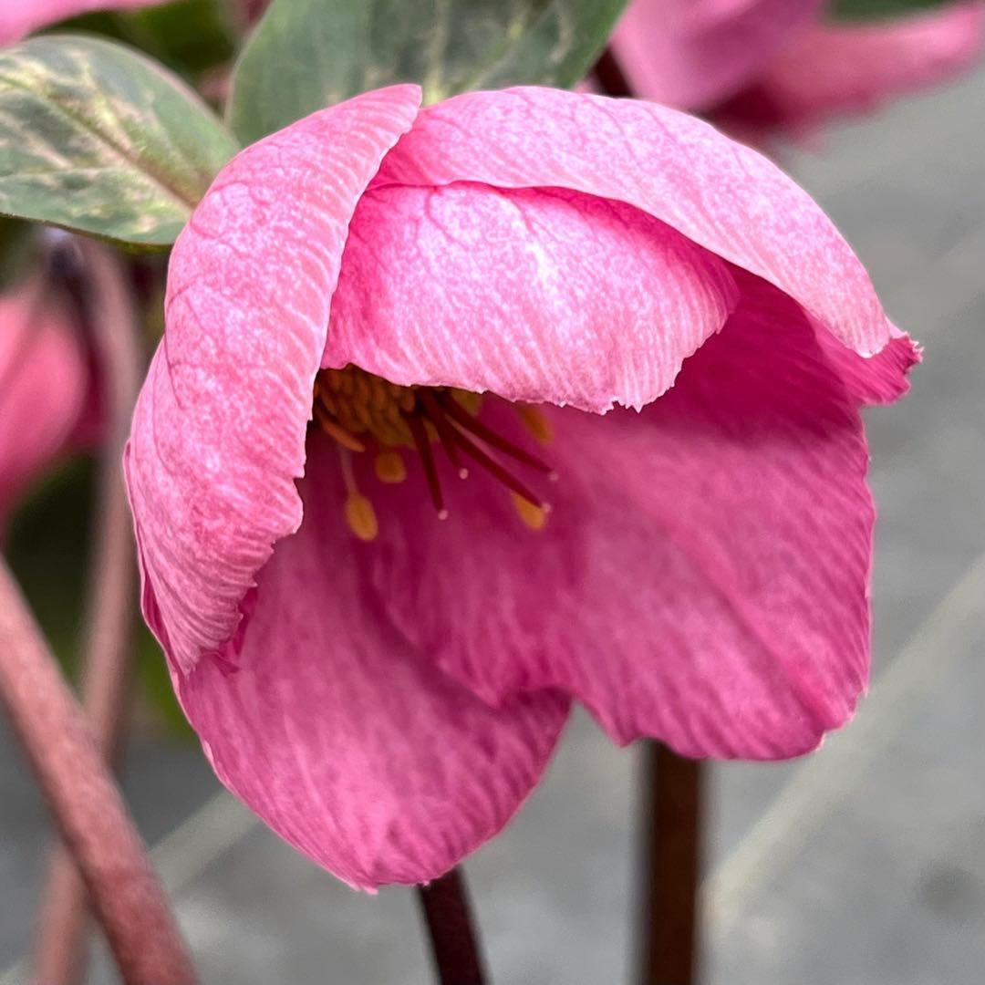 の*ん様 ☘️超特大☘️開花株❤️6号❤️根パンパン❤️610Ash【ATLAS