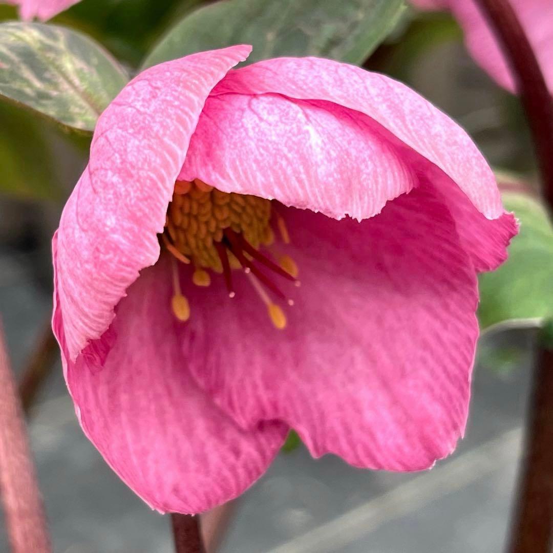 の*ん様 ☘️超特大☘️開花株❤️6号❤️根パンパン❤️610Ash【ATLAS