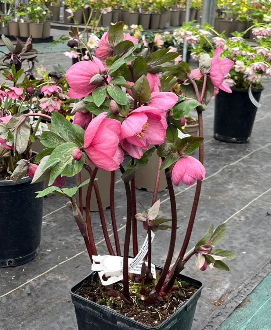 の*ん様 ☘️超特大☘️開花株❤️6号❤️根パンパン❤️610Ash【ATLAS