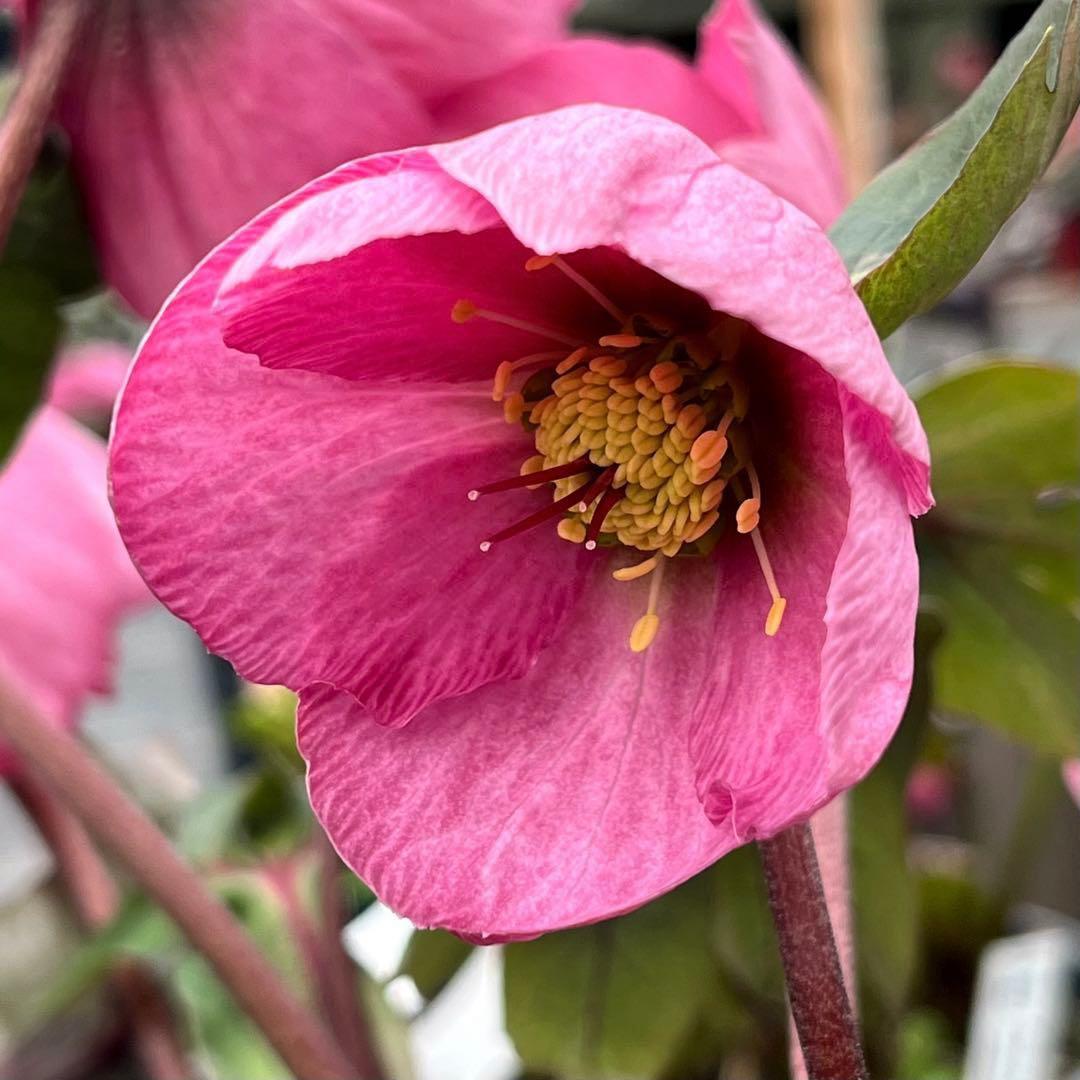 の*ん様 ☘️超特大☘️開花株❤️6号❤️根パンパン❤️610Ash【ATLAS