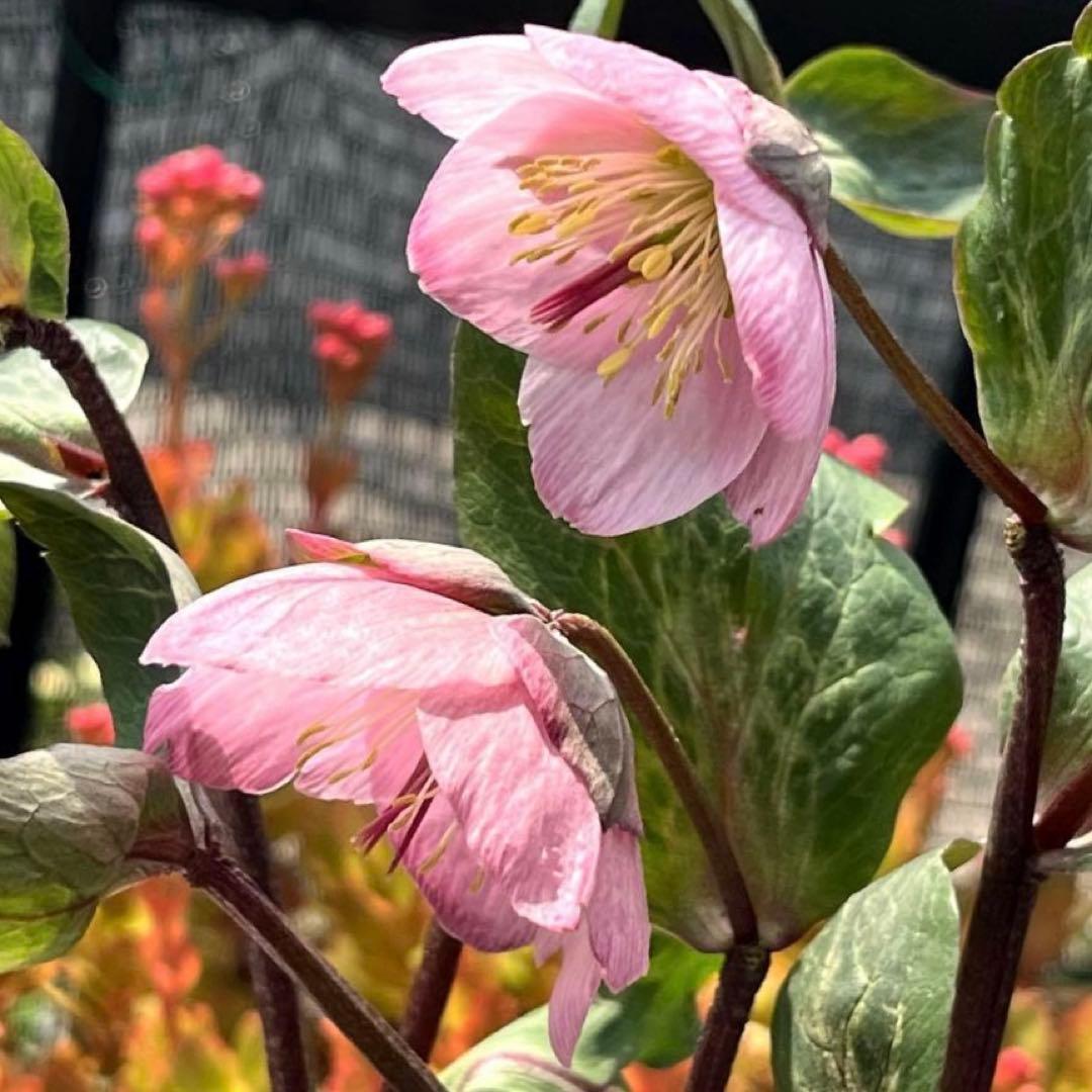 の*ん様 ☘️超特大☘️開花株❤️6号❤️根パンパン❤️610Ash【ATLAS