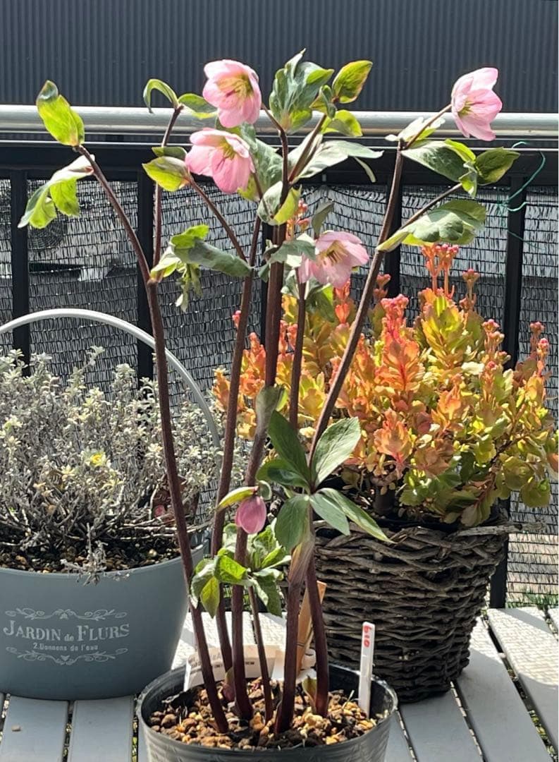 の*ん様 ☘️超特大☘️開花株❤️6号❤️根パンパン❤️610Ash【ATLAS