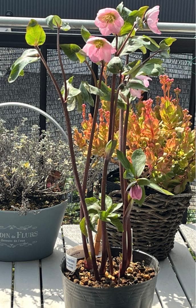 の*ん様 ☘️超特大☘️開花株❤️6号❤️根パンパン❤️610Ash【ATLAS