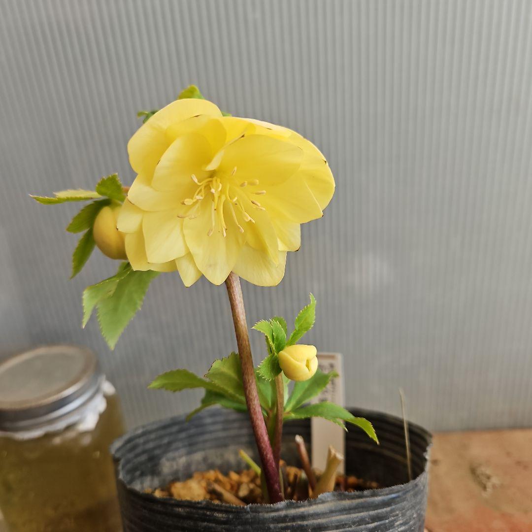 ★tokotoko様ご購入苗㉖-375㉖-382クリスマスローズ