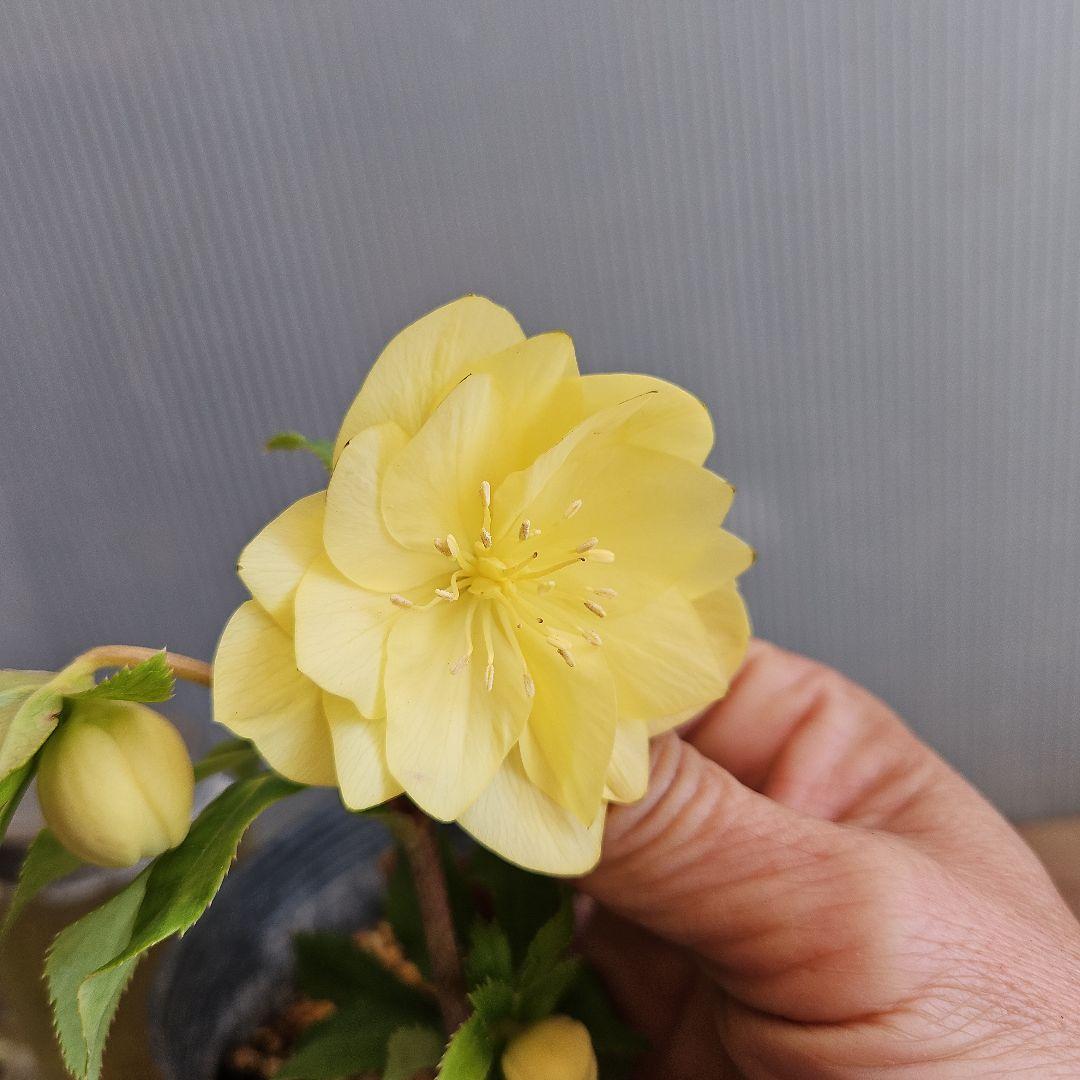 ★tokotoko様ご購入苗㉖-375㉖-382クリスマスローズ