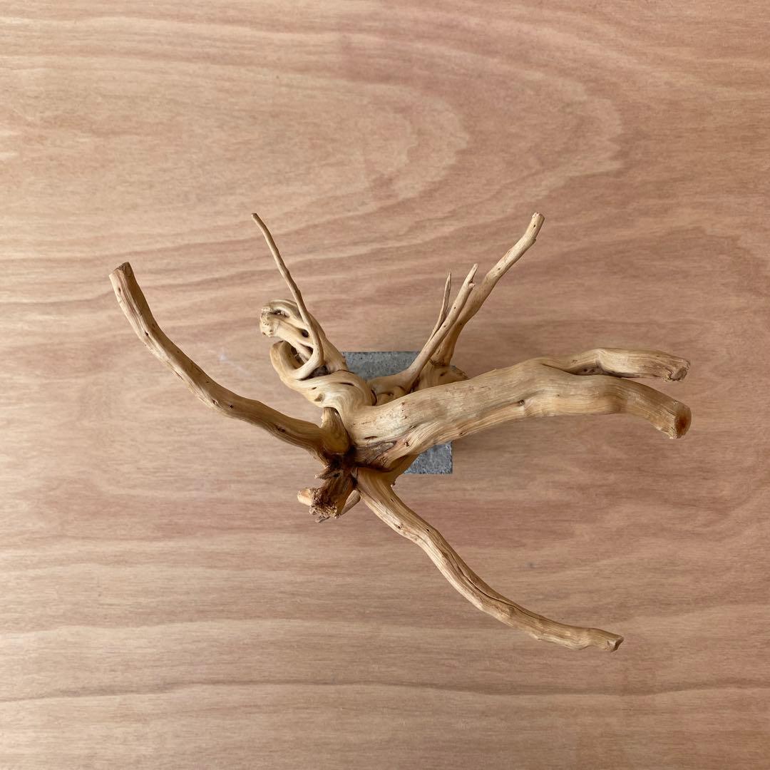 コンクリート盆栽 (m E ) 流木 オブジェ ディスプレイ 高級感