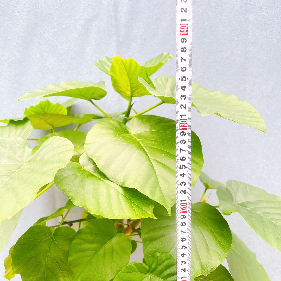 現品 フィカス ゴムの木 ウンベラータ 35番 観葉植物 インテリア