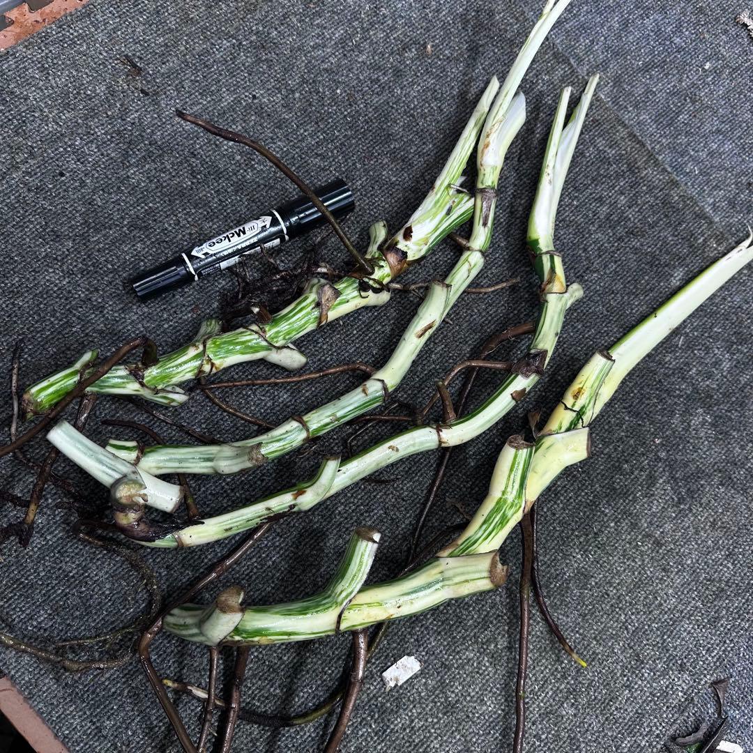 斑入りモンステラホワイトタイガー茎4株おまとめ - メルカリ