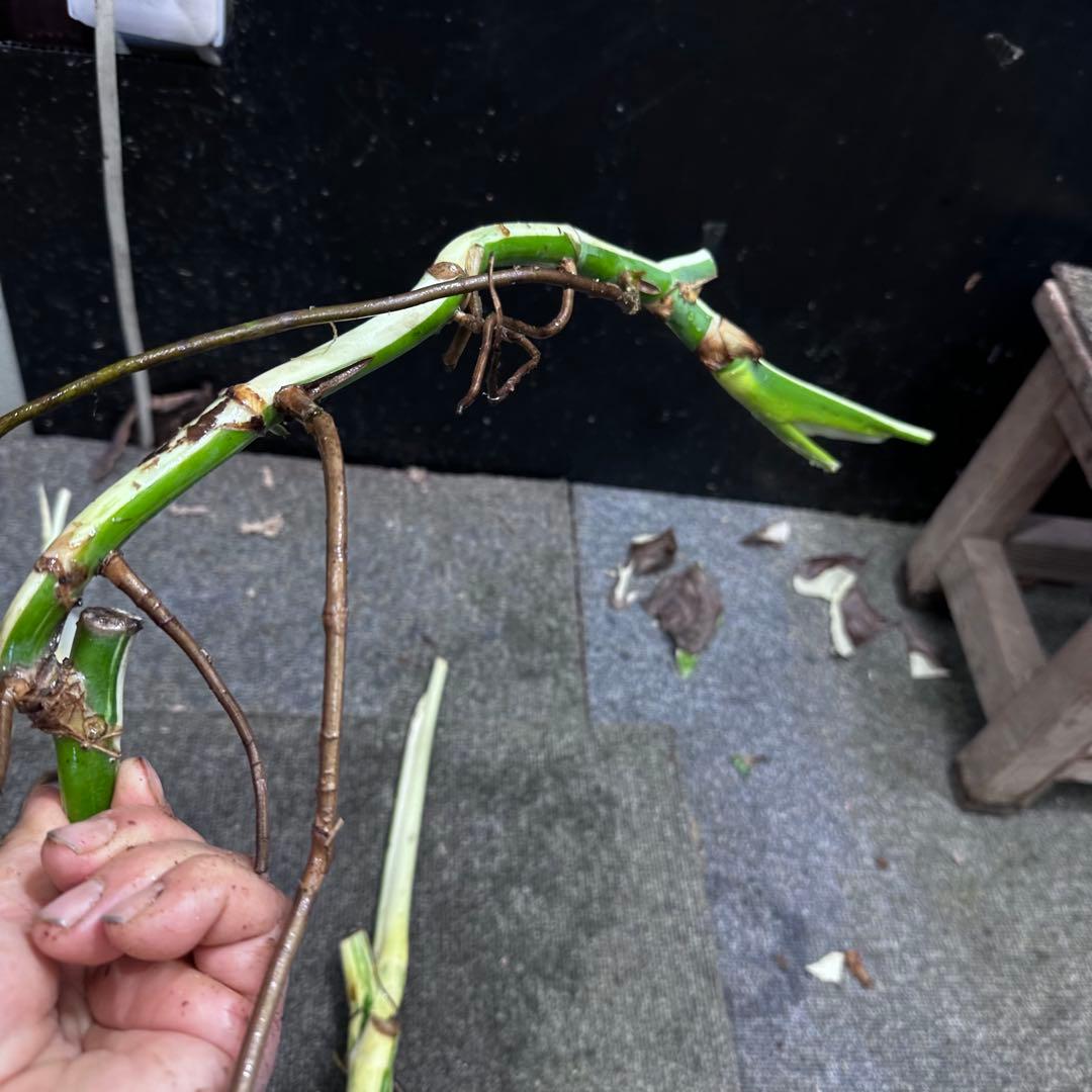 斑入りモンステラホワイトタイガー茎4株おまとめ - メルカリ