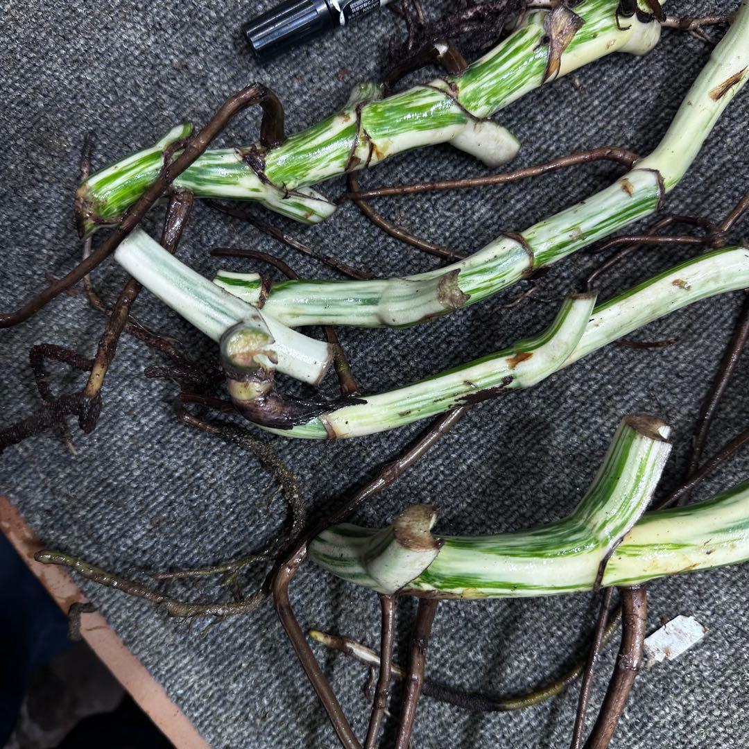 斑入りモンステラホワイトタイガー茎4株おまとめ - メルカリ