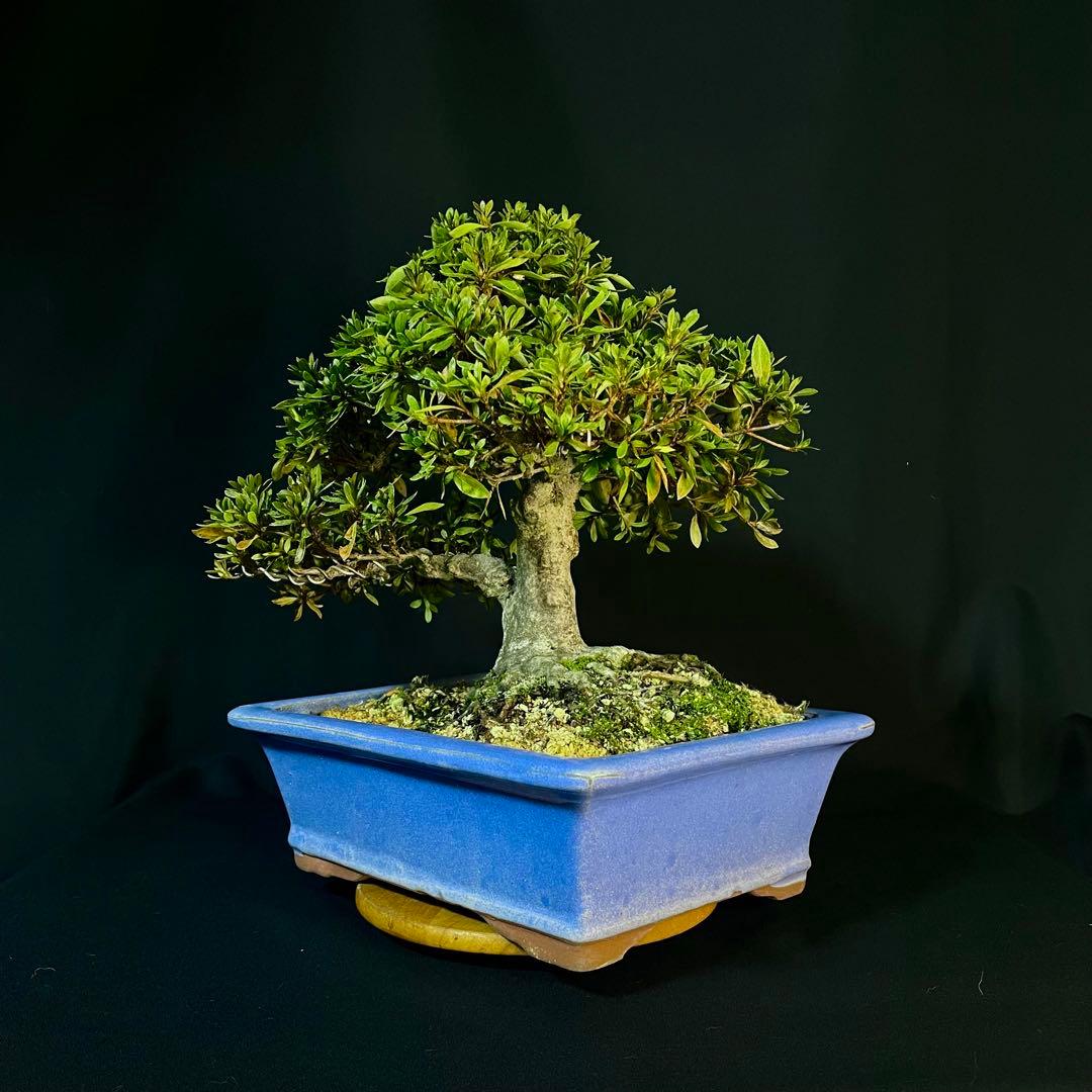 Ysh_sugawara69様専 皐月 日光 樹高22cm