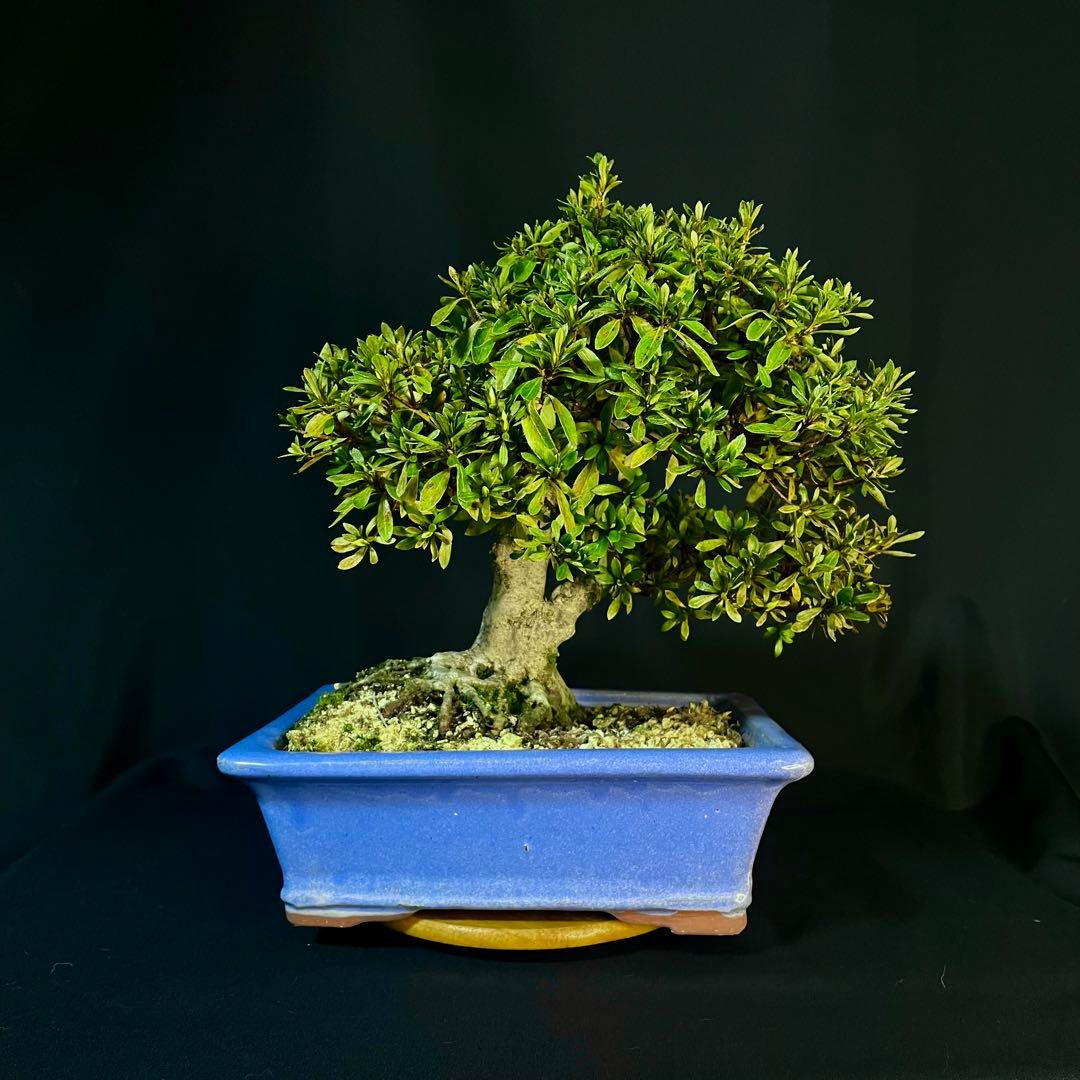 Ysh_sugawara69様専 皐月 日光 樹高22cm