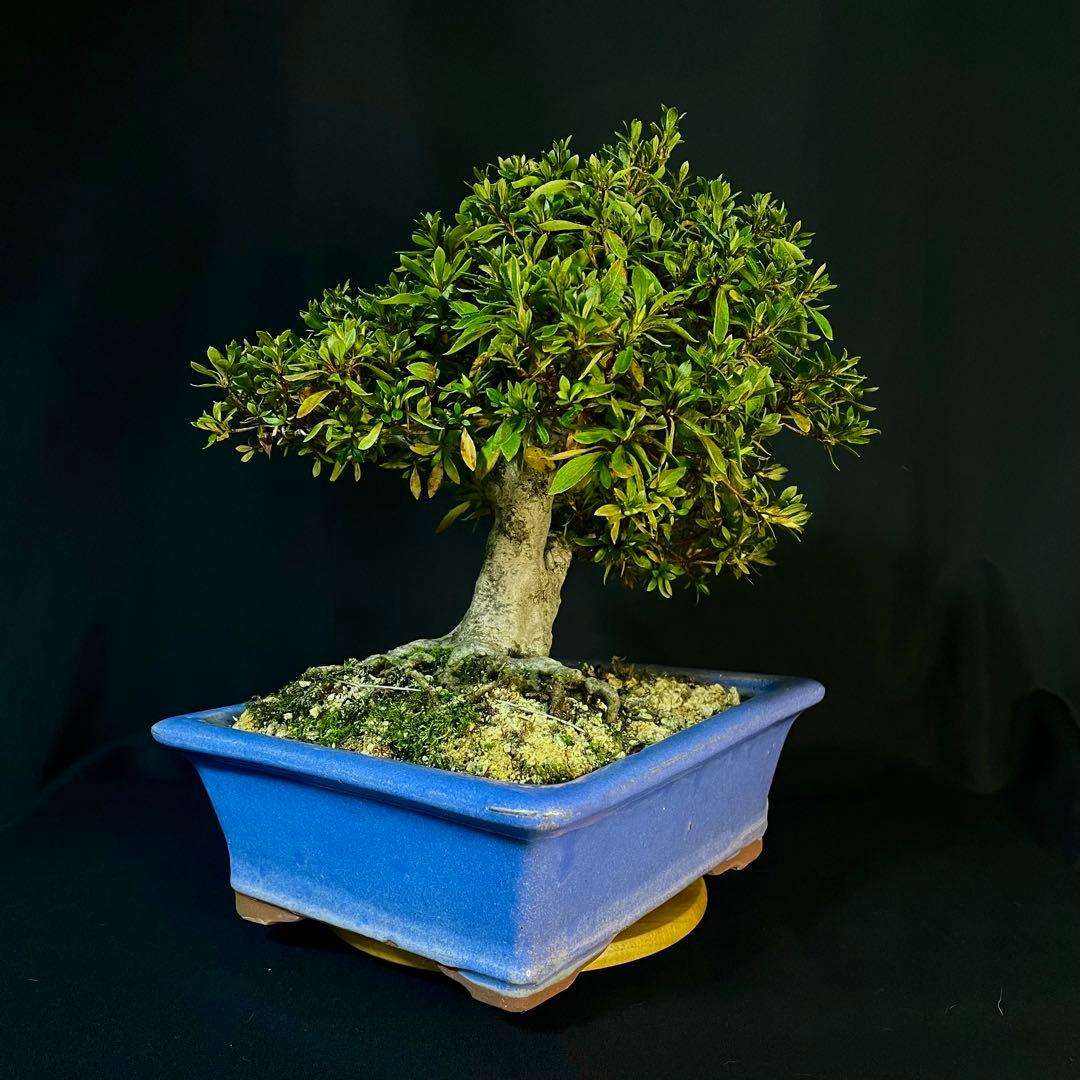 Ysh_sugawara69様専 皐月 日光 樹高22cm