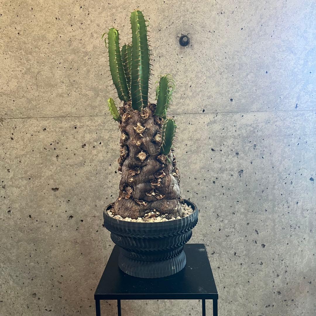 ユーフォルビア　ムランジーナ　発根済　大株