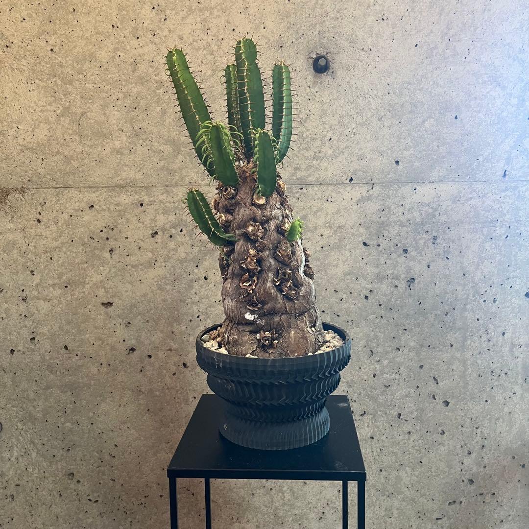 ユーフォルビア　ムランジーナ　発根済　大株