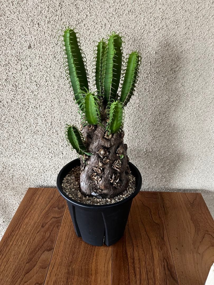 ユーフォルビア　ムランジーナ　発根済　大株