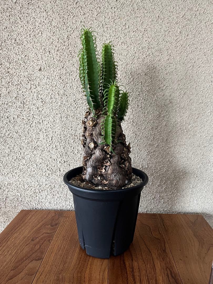 ユーフォルビア　ムランジーナ　発根済　大株