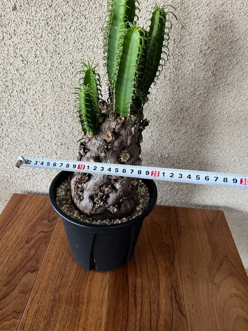 ユーフォルビア　ムランジーナ　発根済　大株