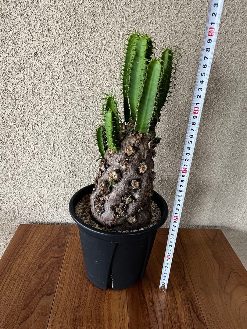 ユーフォルビア　ムランジーナ　発根済　大株