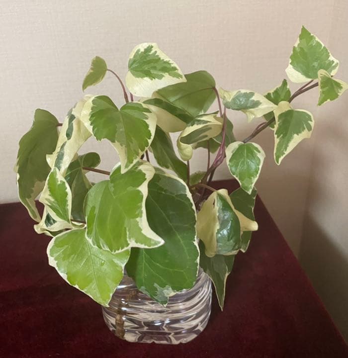 ⭐️専用⭐️観葉植物 斑入りオカメヅタ 新芽カット苗 5本 挿し穂 ガーデニング