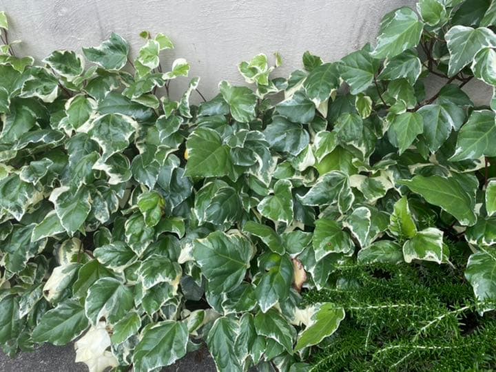 ⭐️専用⭐️観葉植物 斑入りオカメヅタ 新芽カット苗 5本 挿し穂 ガーデニング