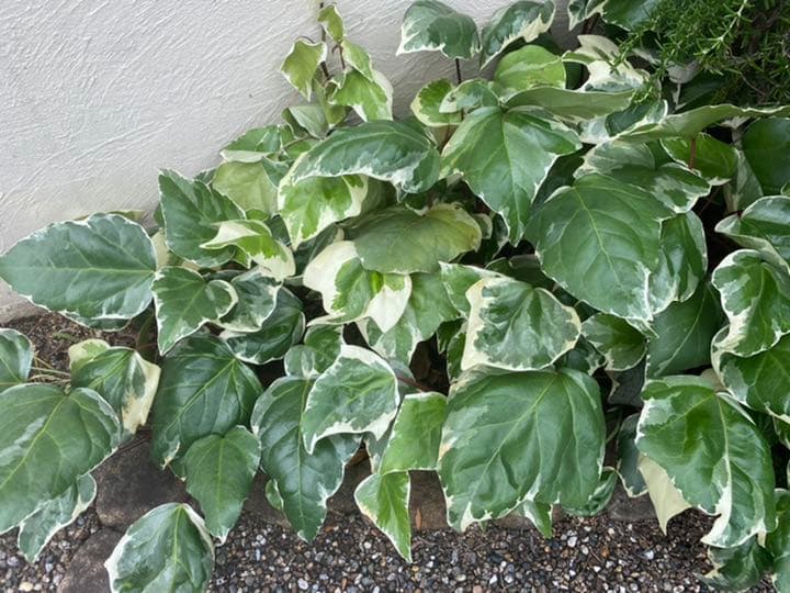 ⭐️専用⭐️観葉植物 斑入りオカメヅタ 新芽カット苗 5本 挿し穂 ガーデニング