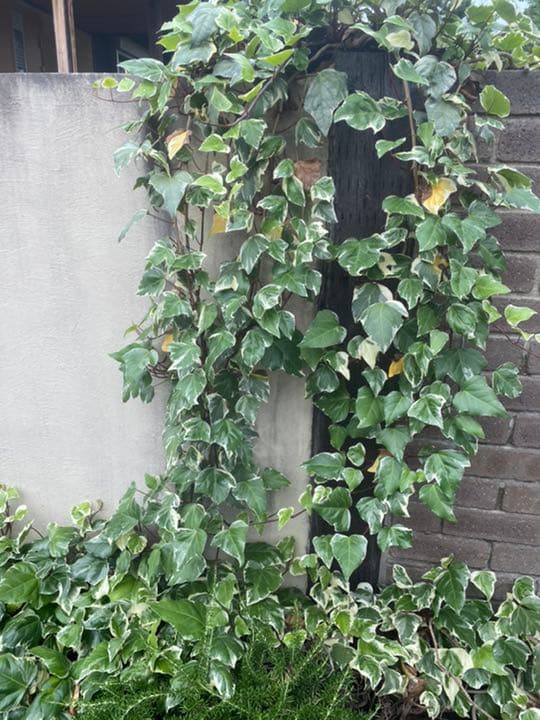 ⭐️専用⭐️観葉植物 斑入りオカメヅタ 新芽カット苗 5本 挿し穂 ガーデニング